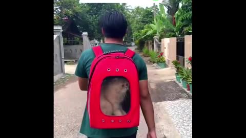 Funny Cats