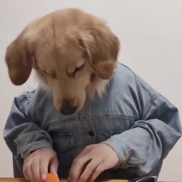 Cook Dog - Cute dog is a chef