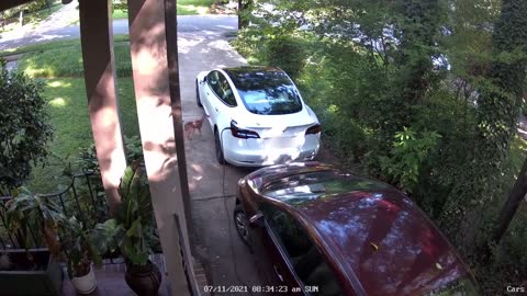 Baby Deer Runs Into Parked Car While Galloping Around