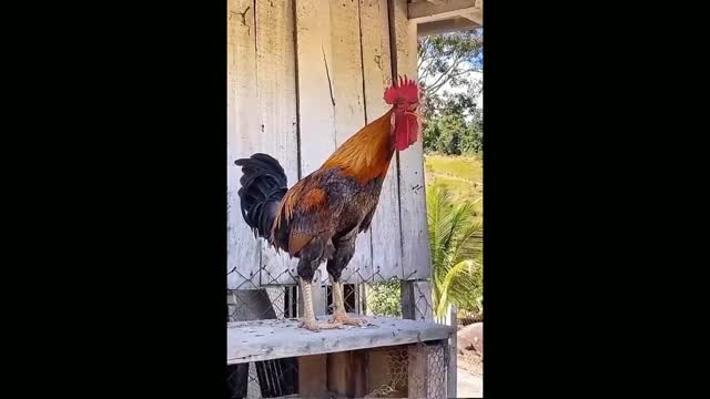 Angry crowing rooster hilariously chases away intruding woman