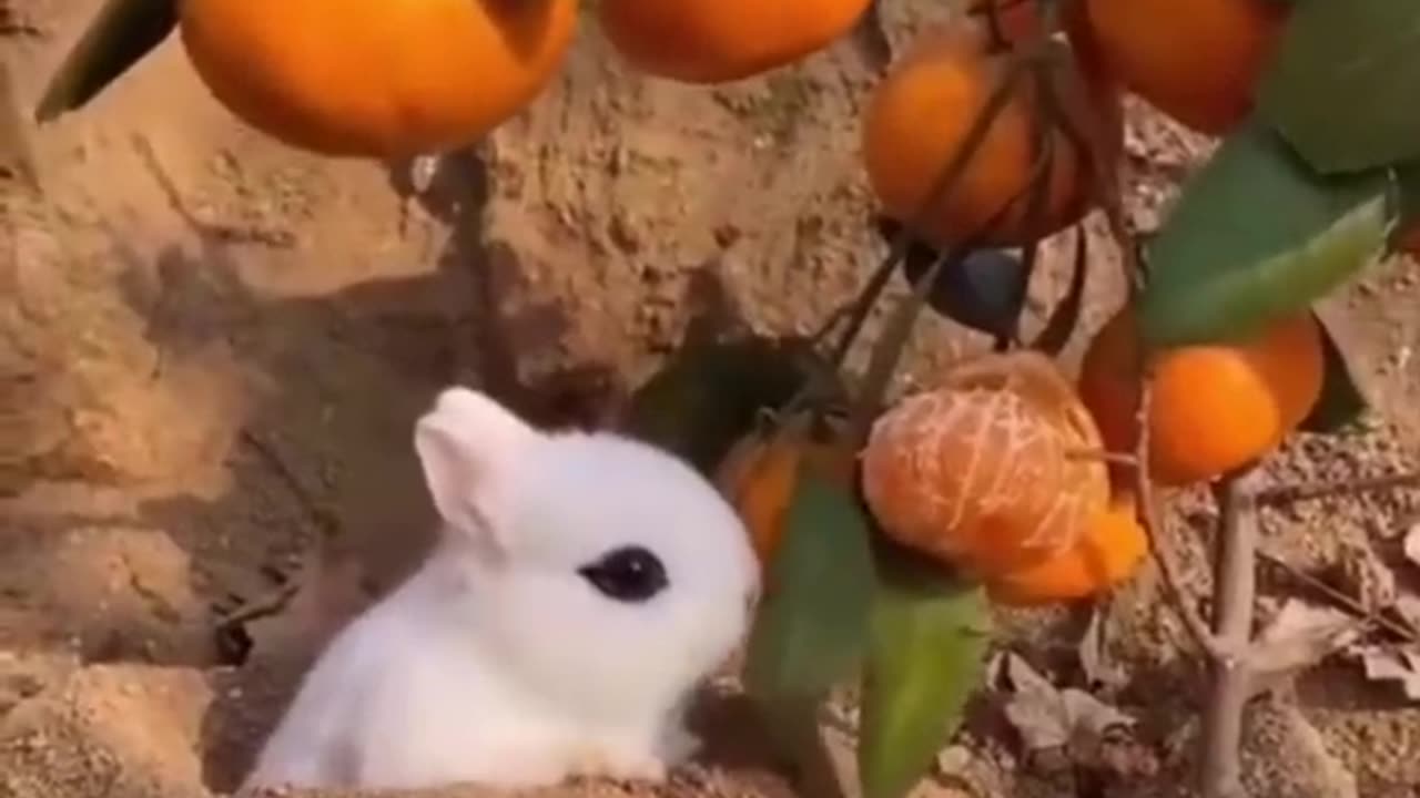 Animal funny reactions🤣 Try not to Laugh😃🤣