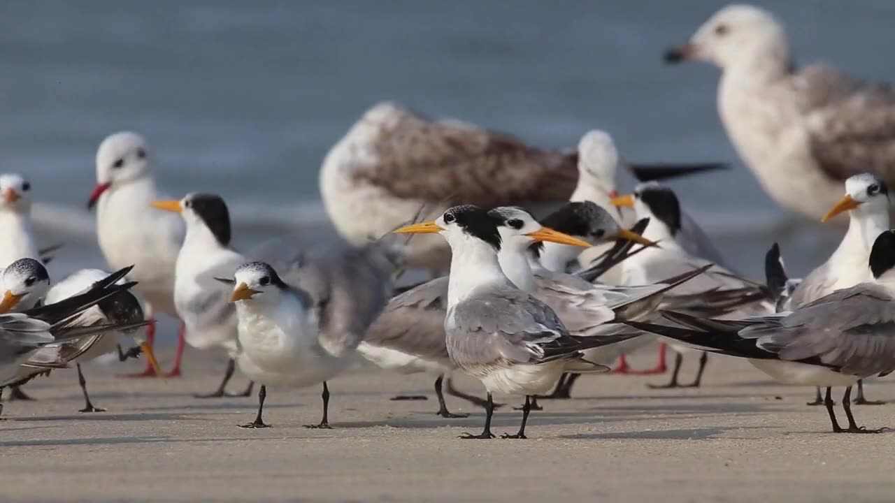 The most beautiful birds | Wild birds in