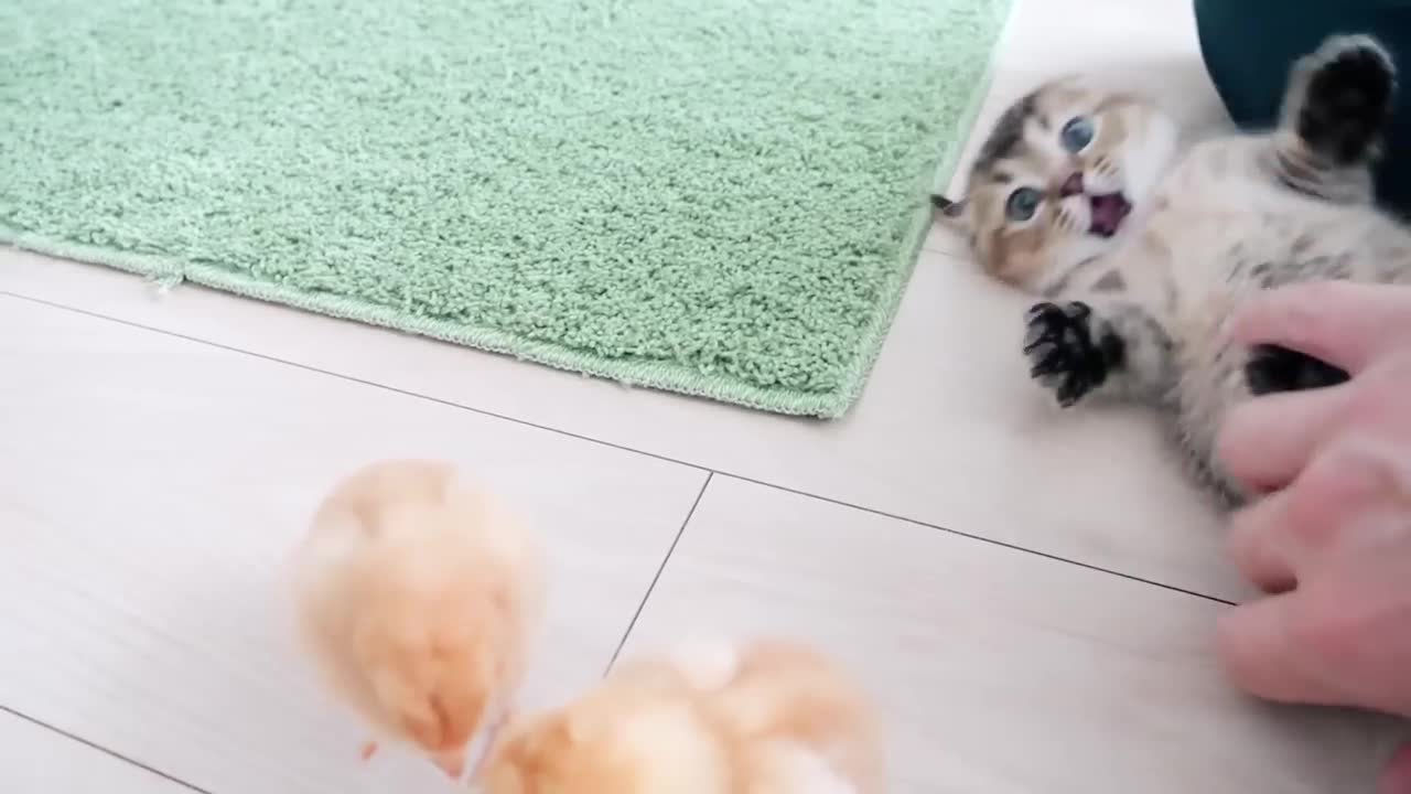 Kitten and a chick are happily surrounding the dining table