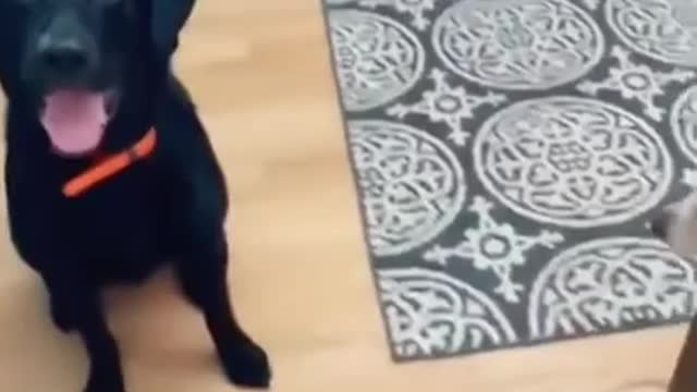 Do you believe that #dogsoftiktok #tiktok #funny #dog #shorts #Viral