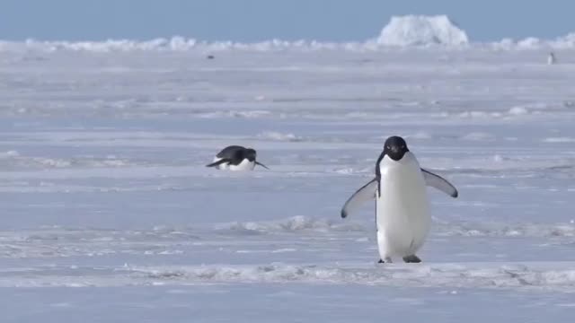 Adélie Penguin Poop 💩 Stand - Bend forward - Lift tail - Shoot poop up 🎉