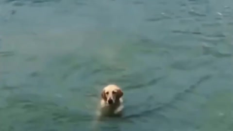 Cute dog is slide into the water