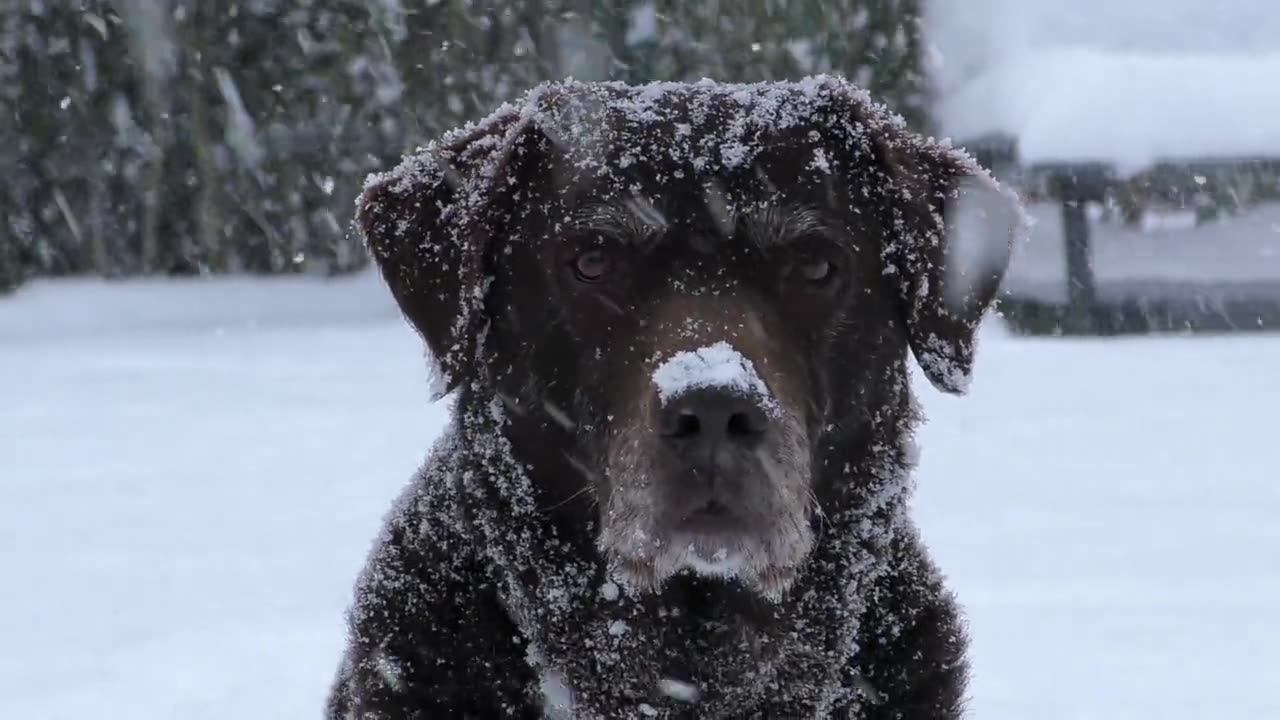 Labrador Retrievers are the best