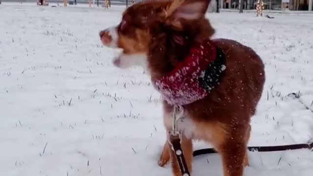 Ember’s first snow