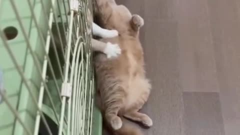 Funny cat