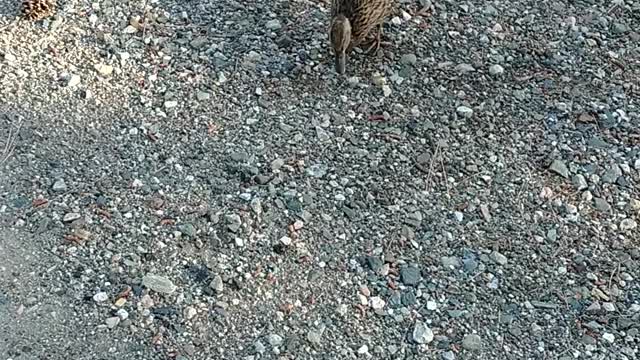Duck