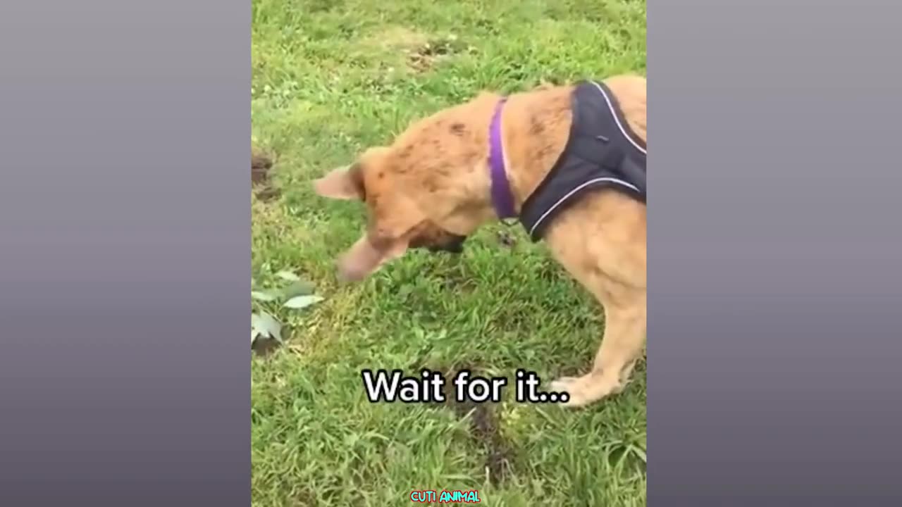 Funny Dogs