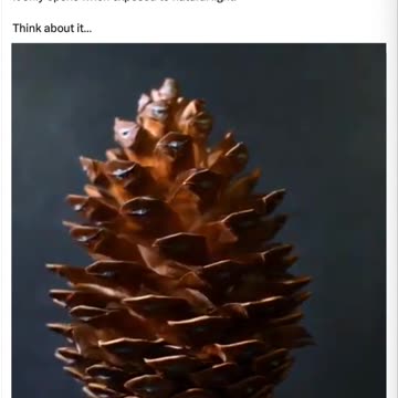 Pineal Gland - Pine Cone