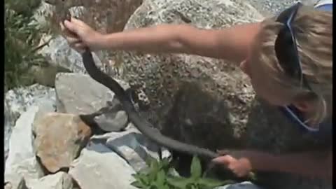 Woman catches aggressive water snakes with this method