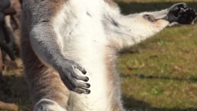 The ring-tailed lemur's sunbathing pose is amazing