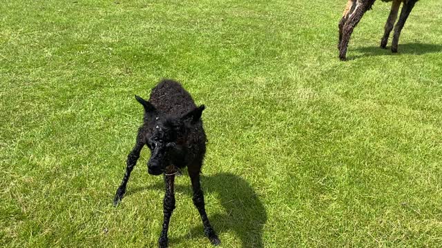 Newborn Cria Takes Her First Steps