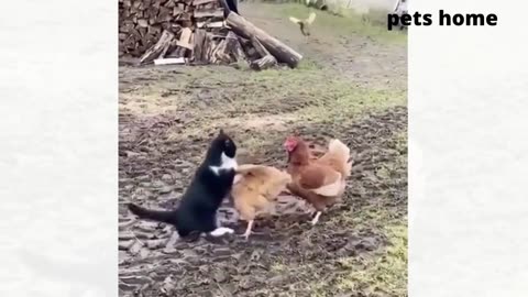 Funny animal videos that will make you laugh