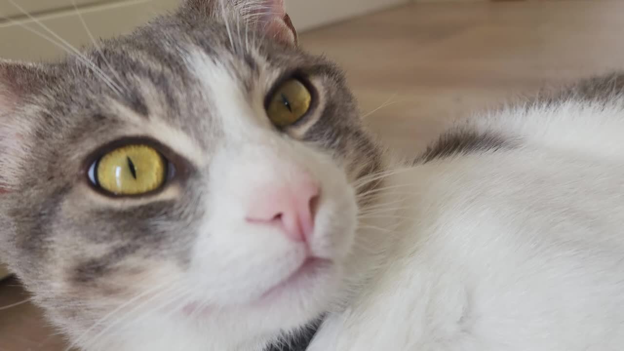 Amazing cat close up video 8k