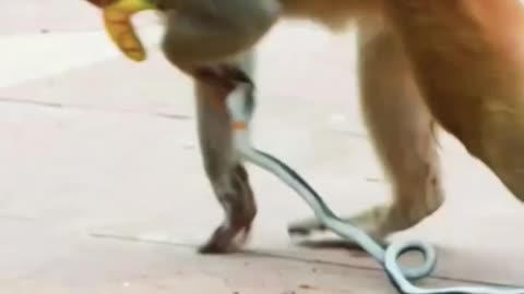 Funny animals prank...#pet