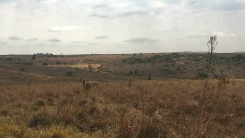 Amazingly Close View Lion Walking