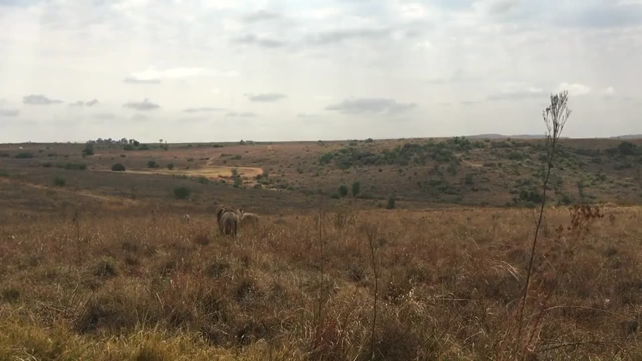 Amazingly Close View Lion Walking