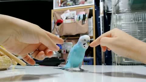 Funny Parrots gone crazy - WoW