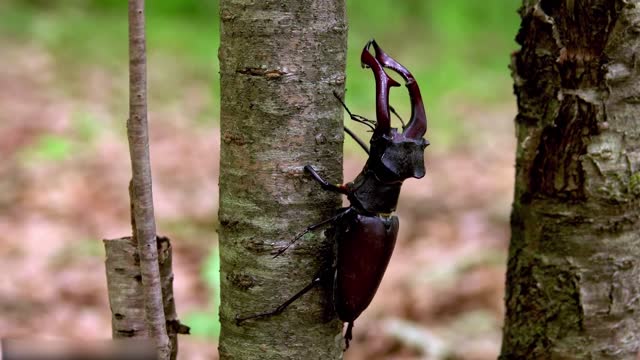 Todos os tipos de animais que vivem na floresta tropical do Brasil levam você ao mundo animal #15