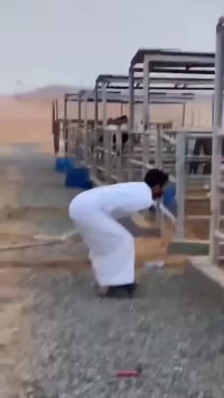 Getting Kicked in The Nuts by a Horse Makes it Feel Better