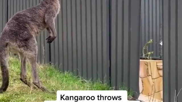 This is a friendly reminder to never pick a fight with a kangaroo.