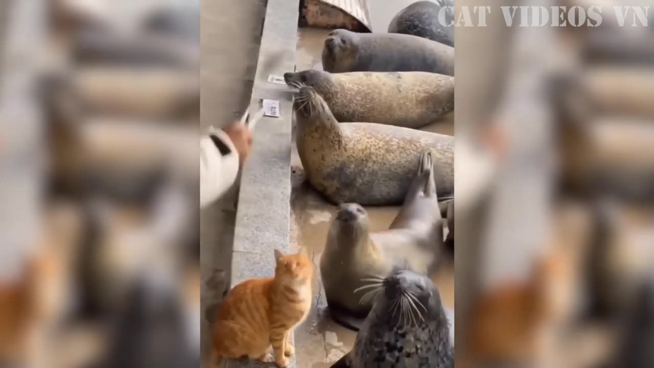 Funniest Animals Video 2023 | Funny Cats Compilation | Funny Animal Videos