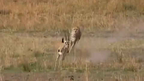 Amazing Cheetah Chase Compilation-1