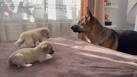 German shepherd meets puppies for the first time