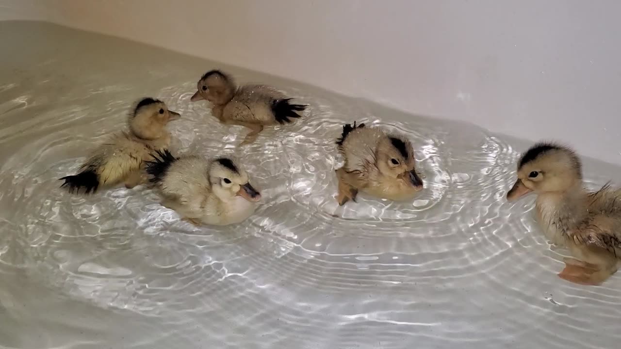 Bath time fun with baby ducks