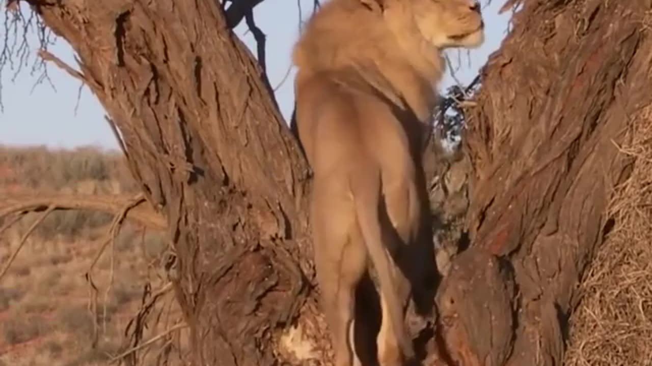 Lion On Tree