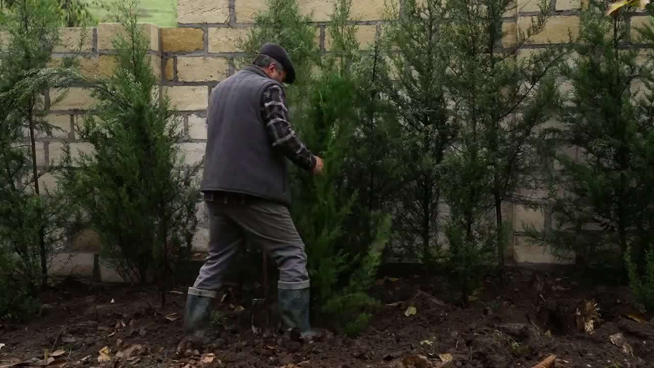 Goose watched his uncle plant a tree