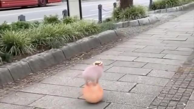Cute animals
