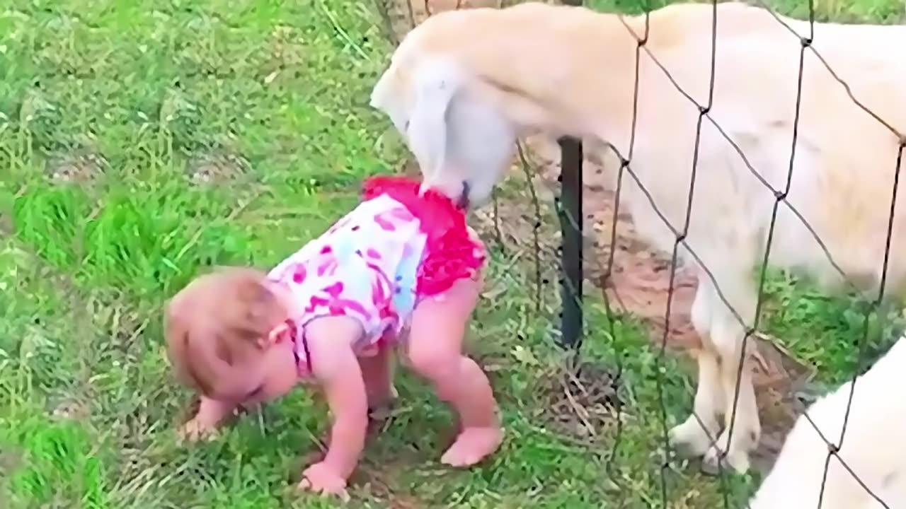 Kids and Babies Feeding Animals in ZOO - Cute Babies Meeting Animals for the first time