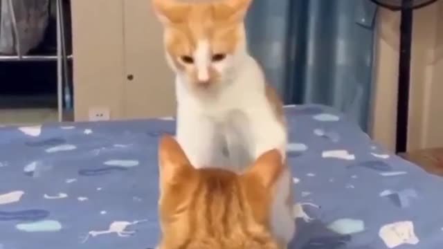 cute cat playing