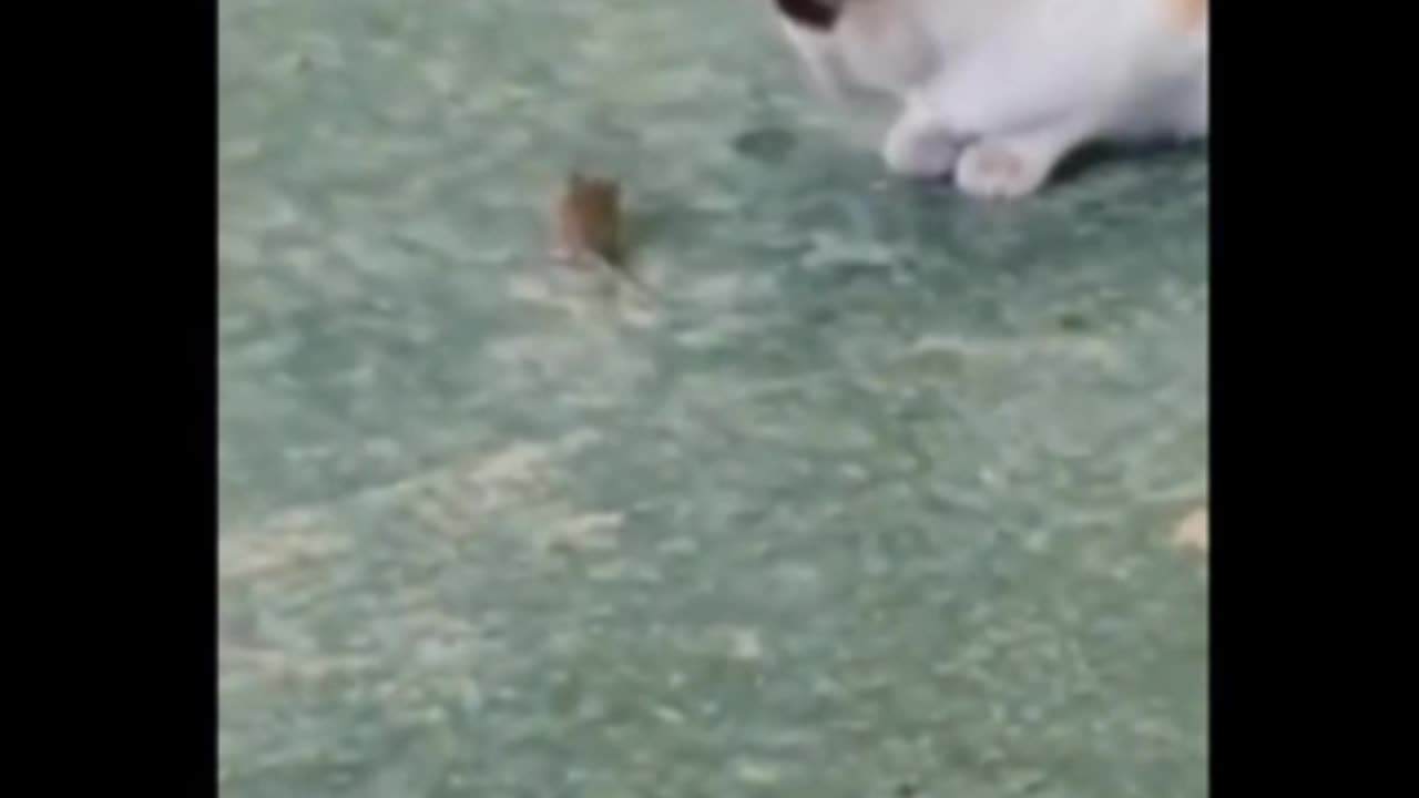 So cute cat and dog video