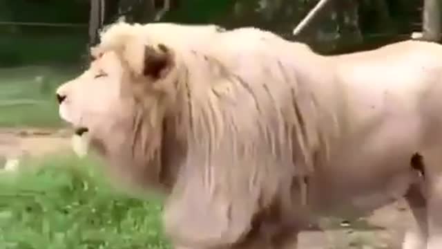 Funny lion Good morning video