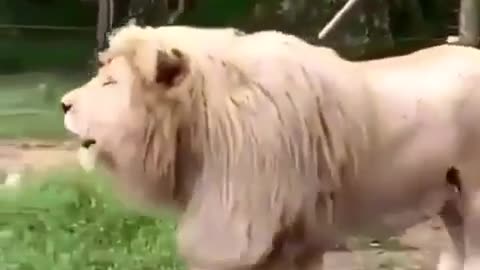 Funny lion Good morning video