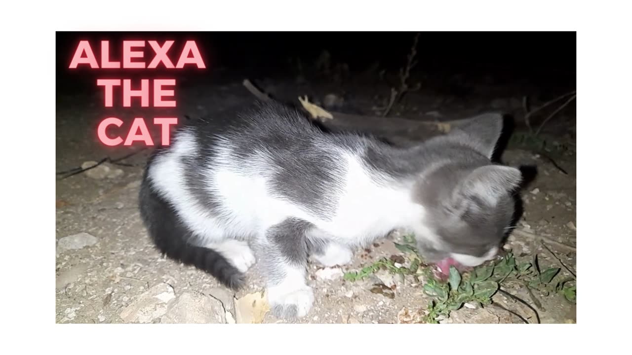 ALEXA THE CAT EATING