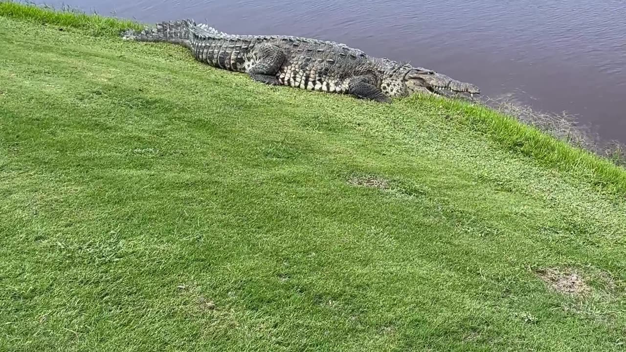 Giant Gator Makes Its Home on Florida Golf Course