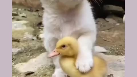 a little Puppy rescue a duck so lovely