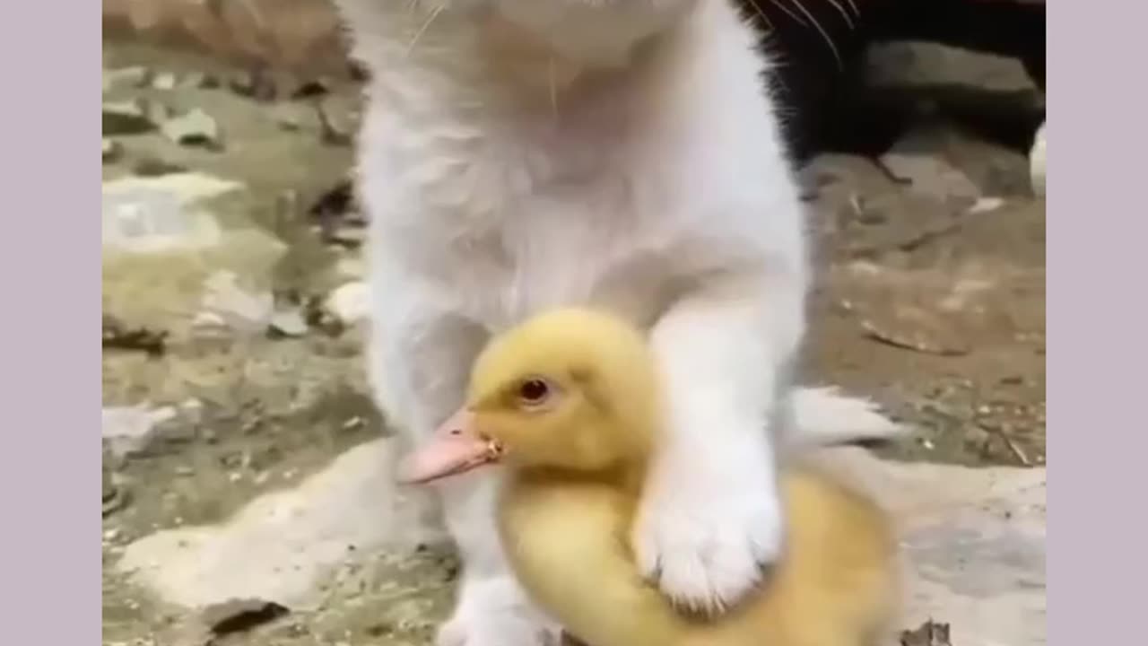 a little Puppy rescue a duck so lovely