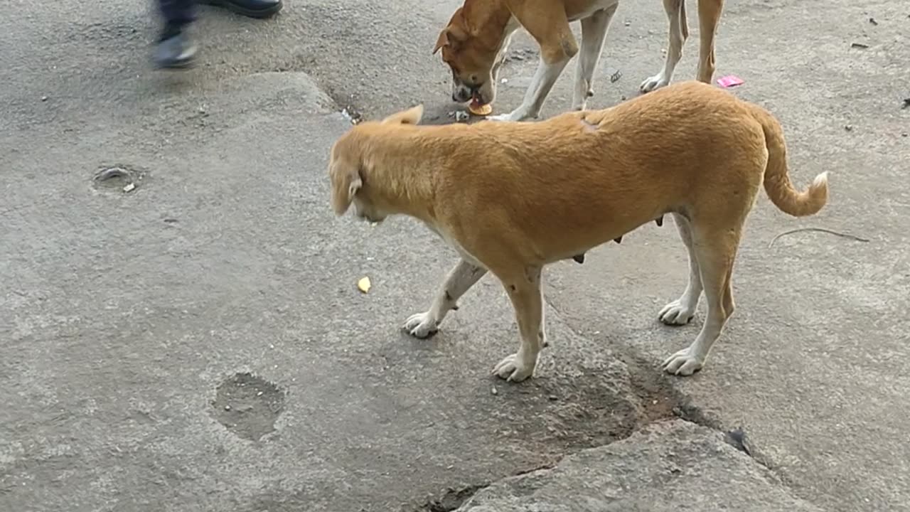 Kid feeding stray #dogs #puppies