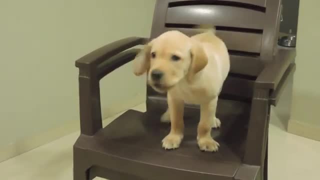 Pet Dog sit owners chair