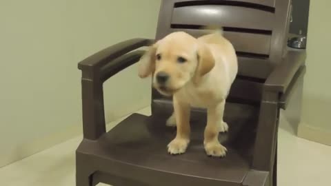 Pet Dog sit owners chair