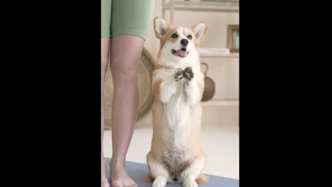 A very good book for people who want to learn the basics about dog education.