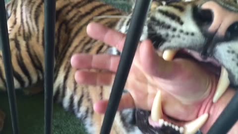 A quick bite from a Tiger