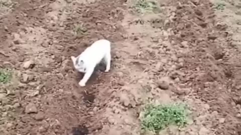 Funny Animals 2023 😆 - Hilarious Cats and Dogs Compilation 🐕🐈 #Shorts